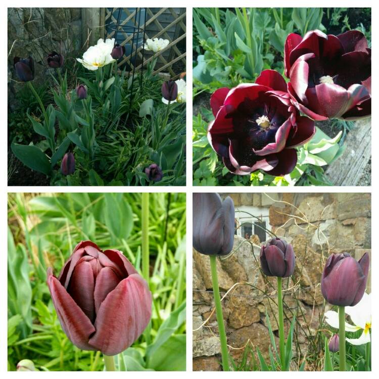 plant image 381272