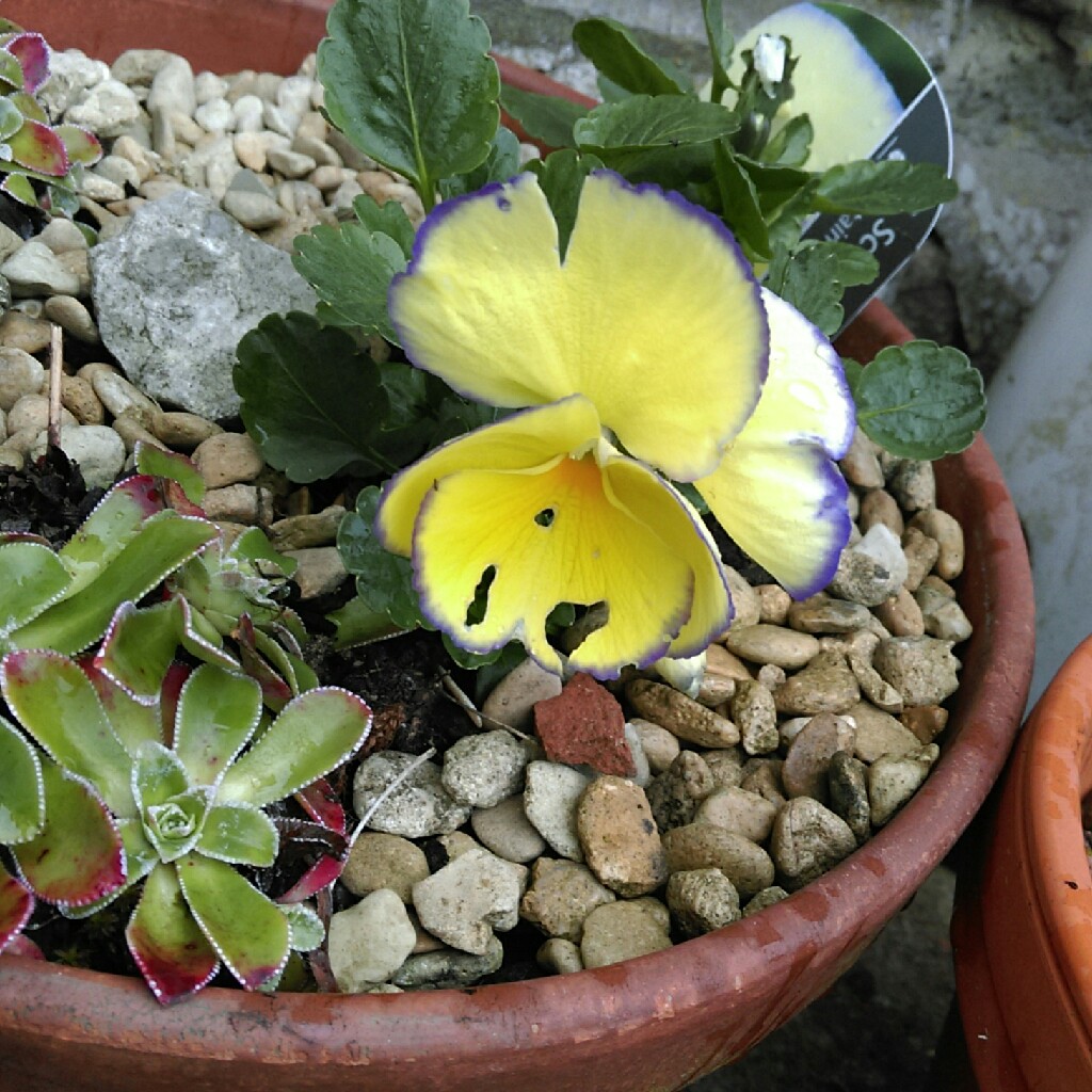 Plant image Viola cornuta 'Etain'