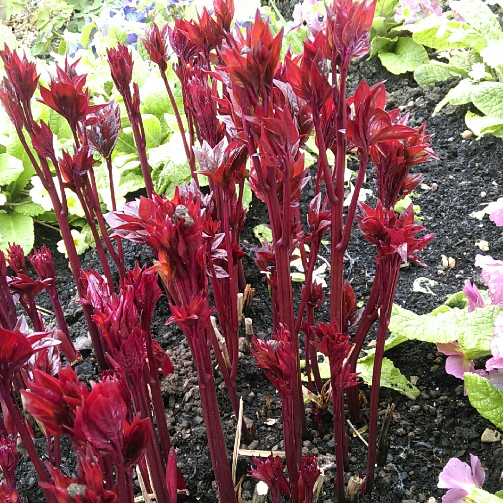 plant image 38277