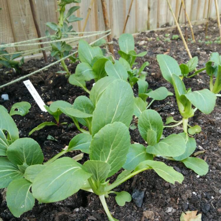 Plant image Brassica Rapa var Chinensis