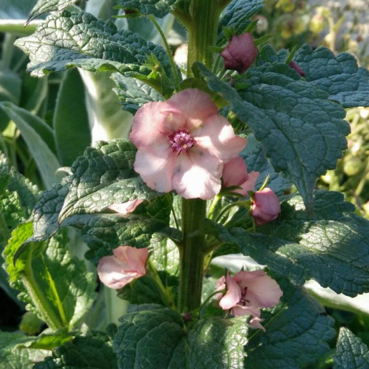 Plant image Verbascum