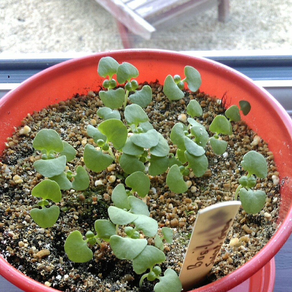 plant image 40922