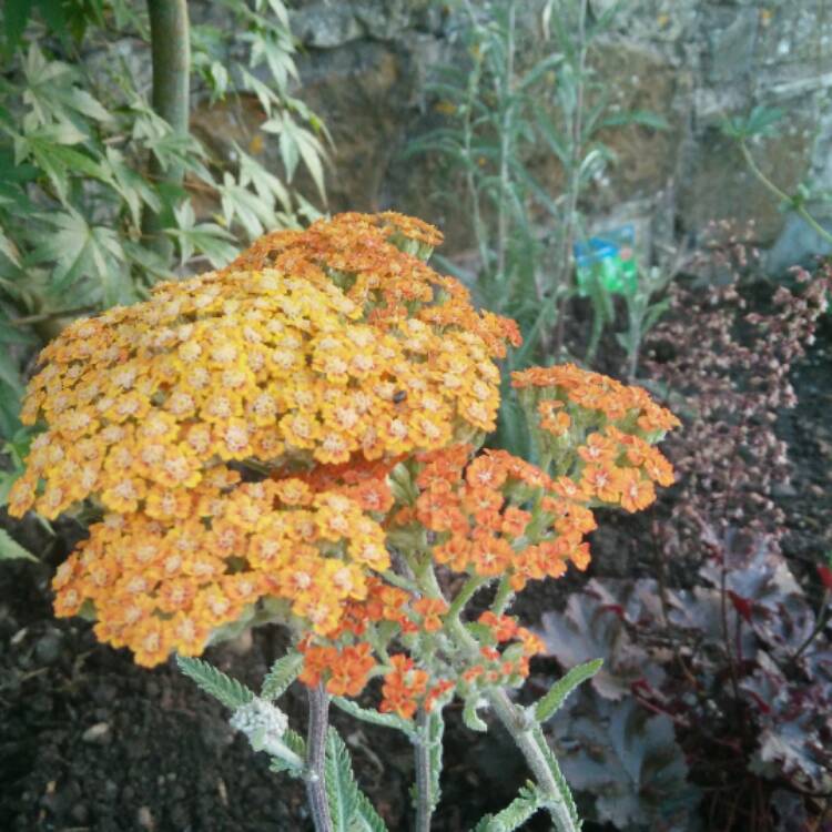 Plant image Achillea 'Terracotta'