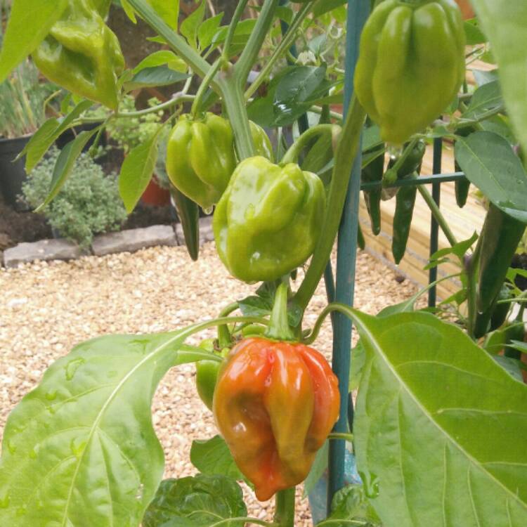 Plant image Capsicum Chinense 'Habanero'