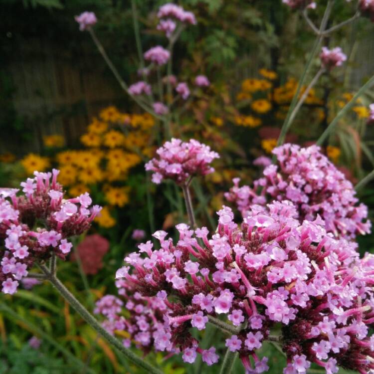 plant image 551360