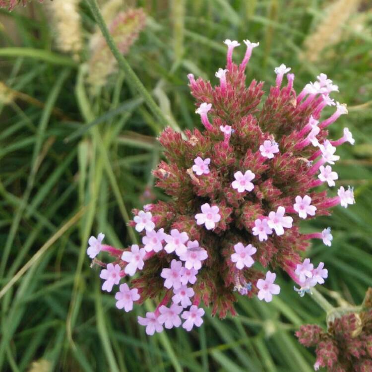 plant image 558813