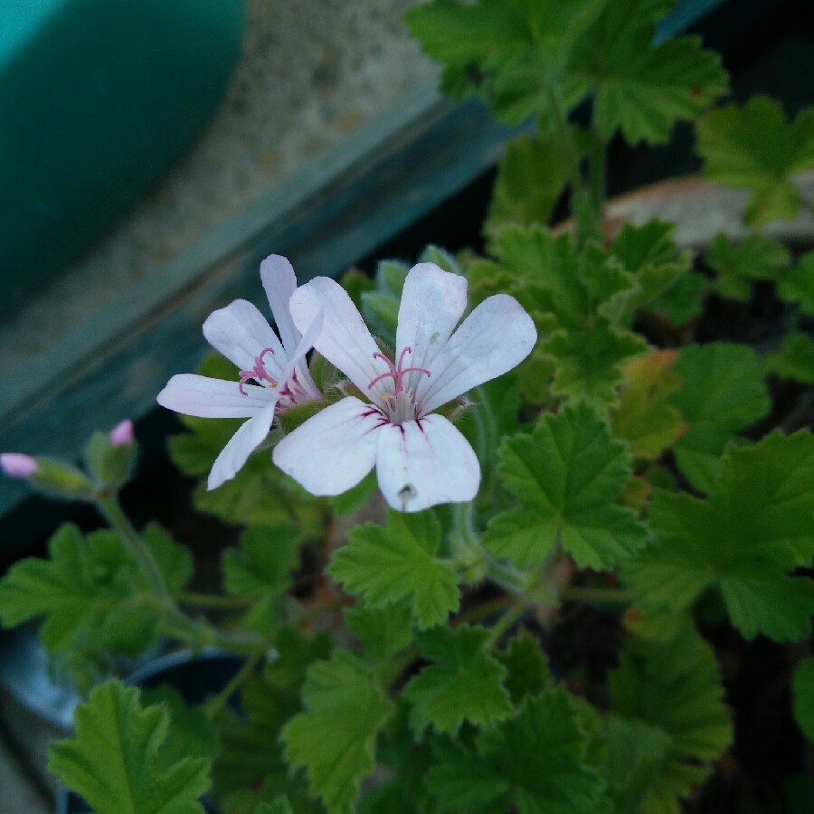 Pelargonium capitatum