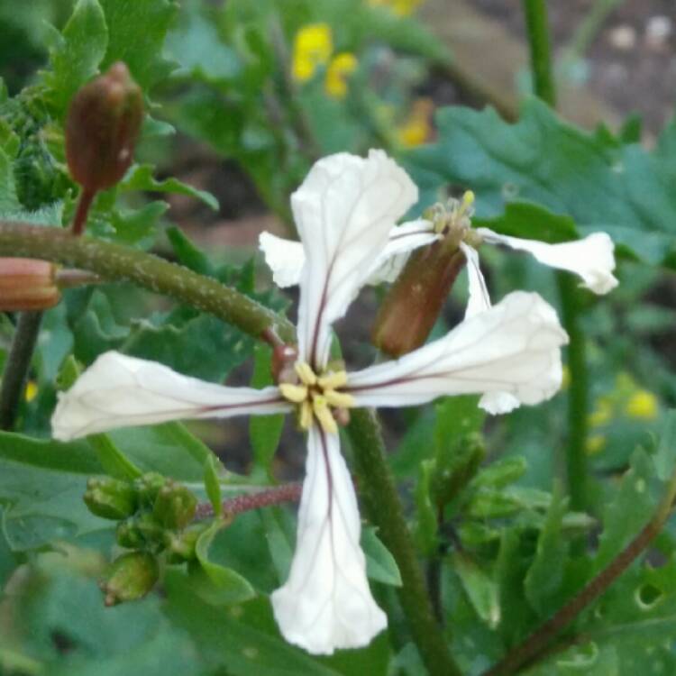 Plant image Eruca sativa