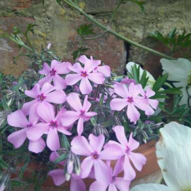 Phlox subulata 'Emerald Cushion' syn. Phlox subulata 'Emerald Cushion Pink', Phlox subulata 'Emerald Pink'