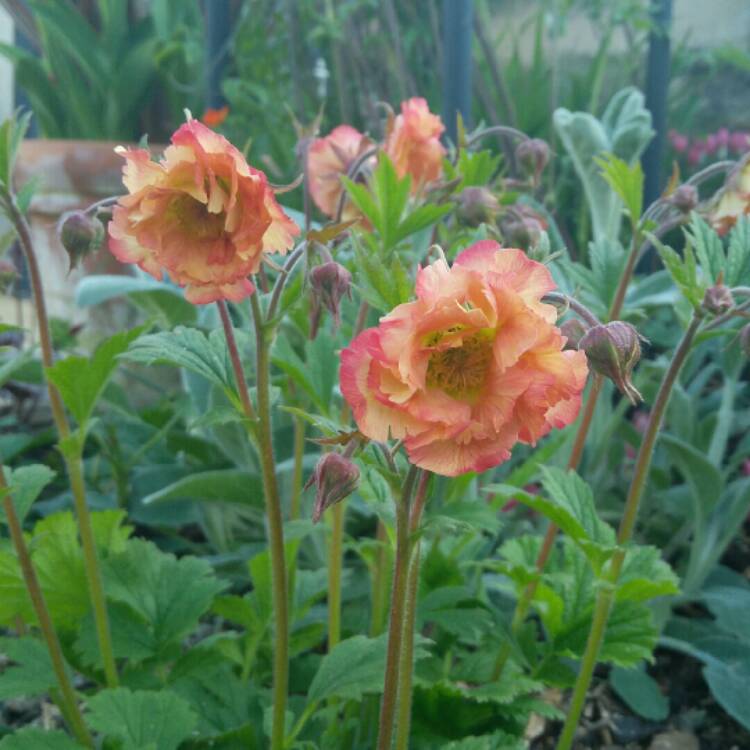 plant image 687318 plant image 687318