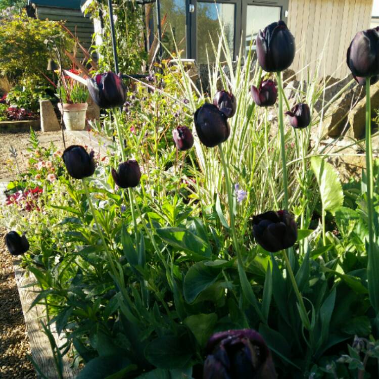 plant image 692482