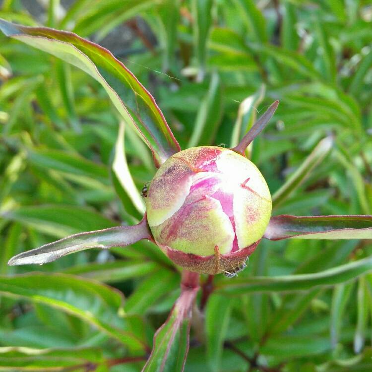 plant image 698250