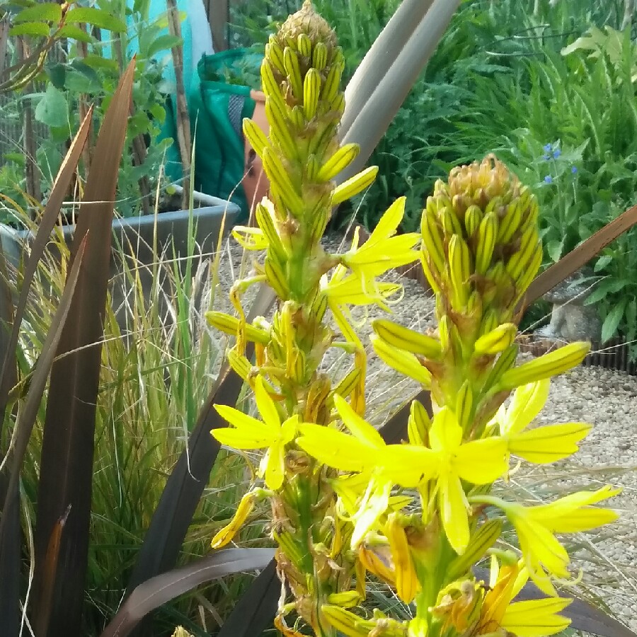 Plant image Asphodeline lutea syn. Asphodeline flava ; Asphodelus luteus
