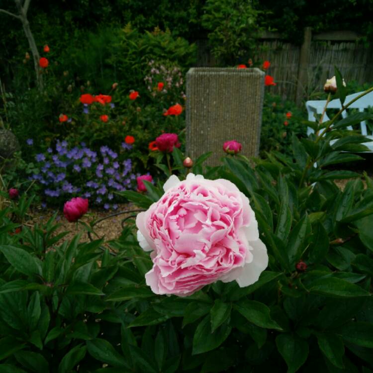 plant image 729472 plant image 729472