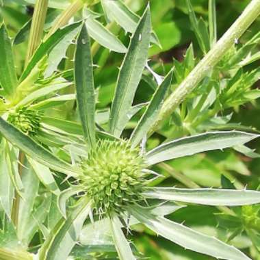 Eryngium