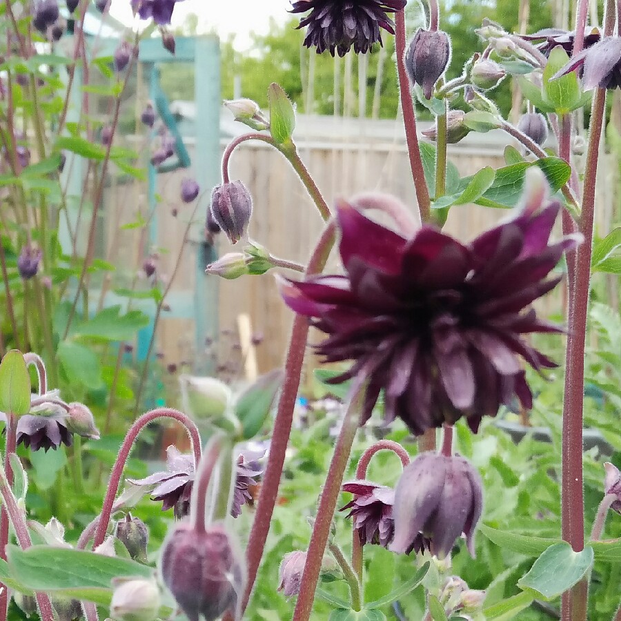 Plant image Aquilegia bulgaria 'Blue Barlow'