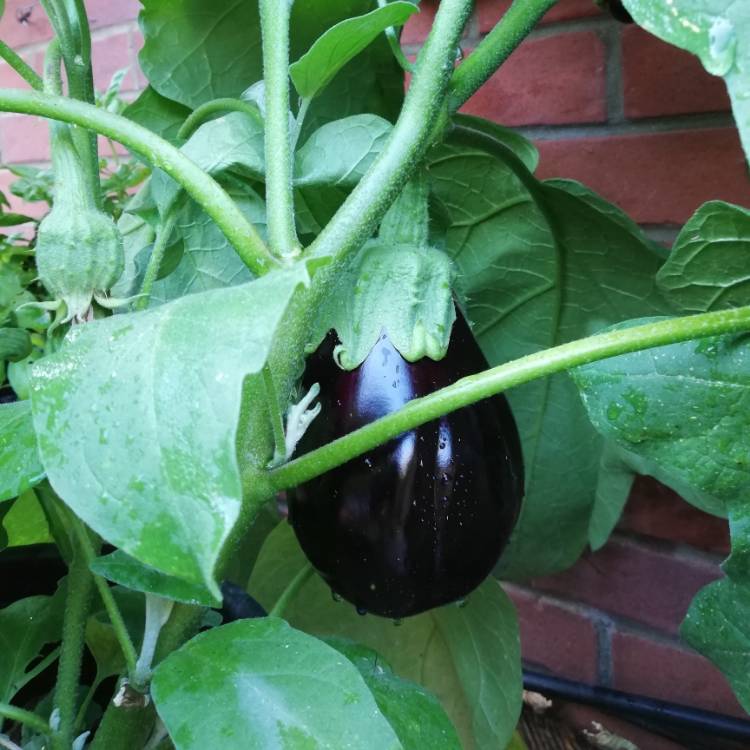 Plant image Solanum melongena