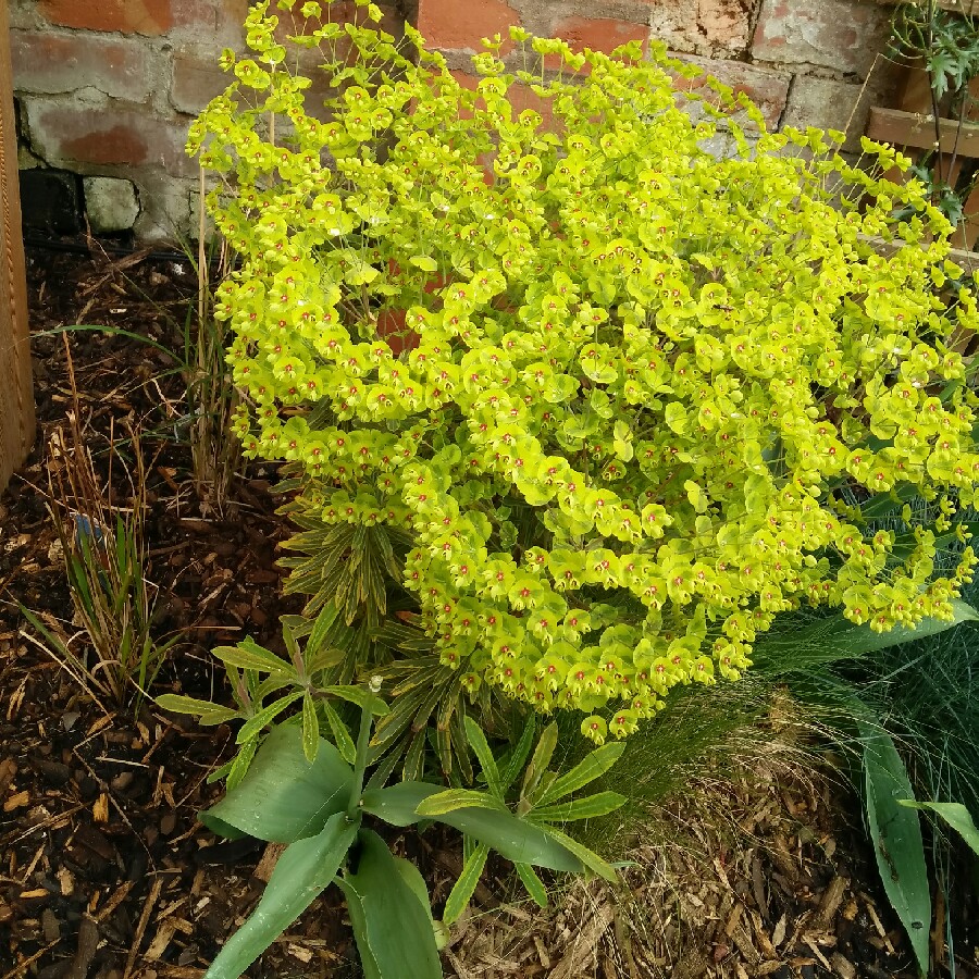 Plant image Euphorbia milii