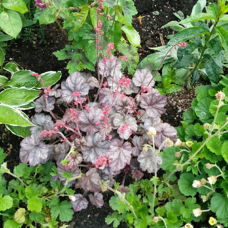 plant image 86409 plant image 86409