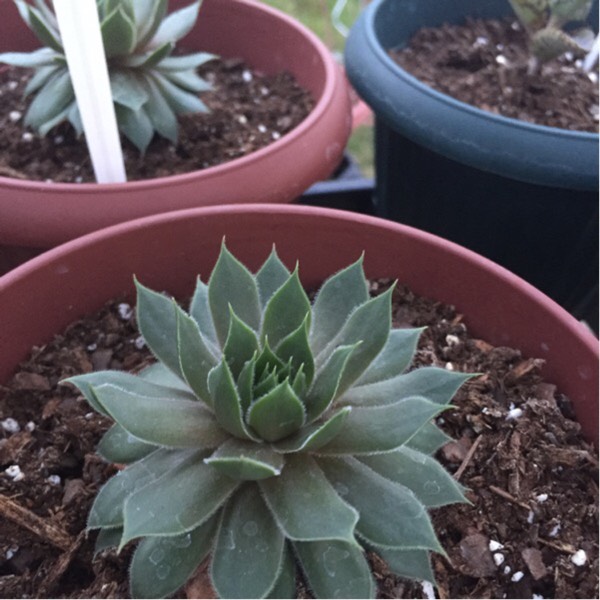 Plant image Sempervivum Marland Beauty