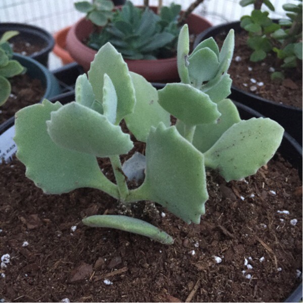 Plant image Kalanchoe millottii