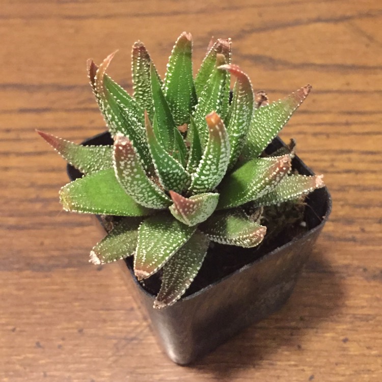 Plant image Haworthiopsis coarctata var. coarctata syn. Haworthia coarctata, Haworthia resendeana