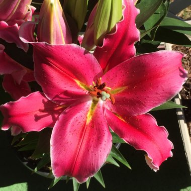 Lily 'Star Gazer' (Oriental)
