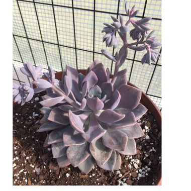 Teresa's garden