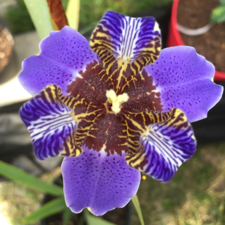 plant image 362255