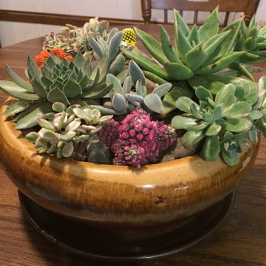 Teresa's garden