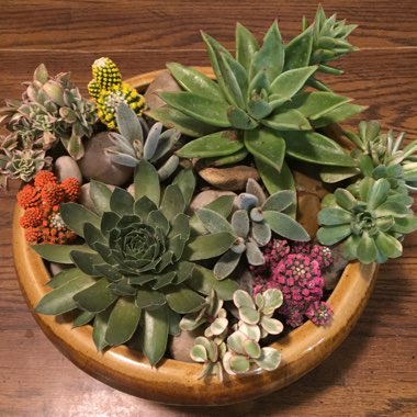 Teresa's garden