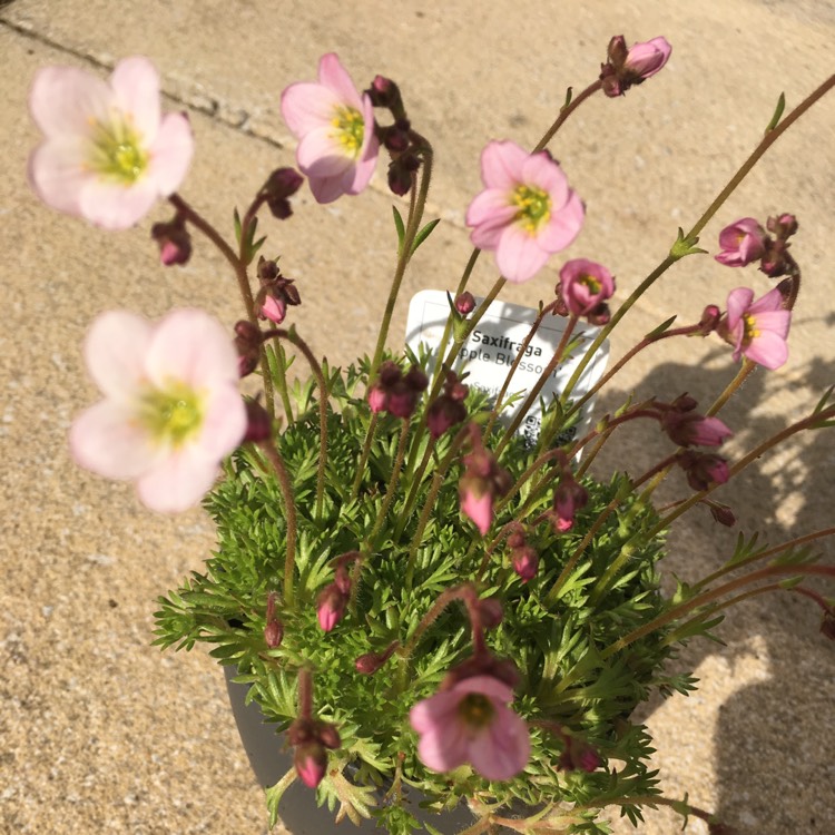 Plant image Saxifraga 'Apple Blossom'