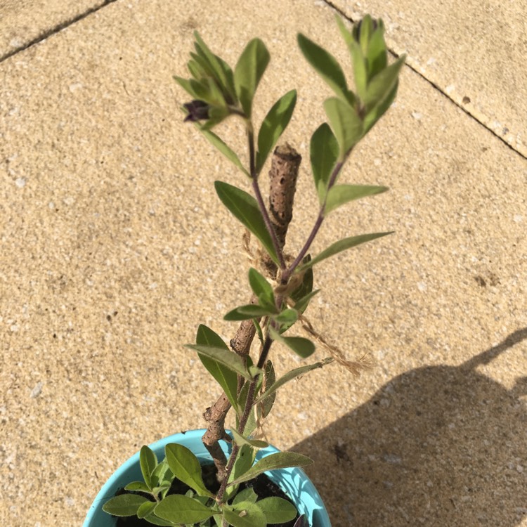 plant image 1015327