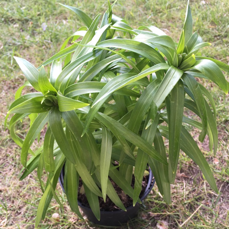 plant image 1015334