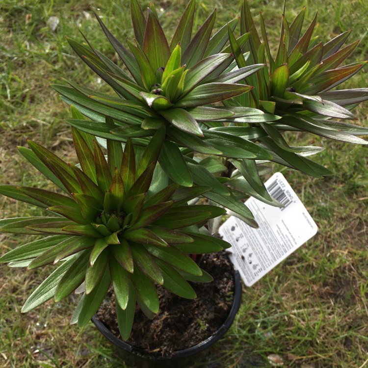 plant image 1015336