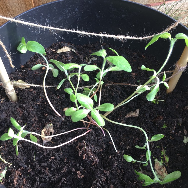 plant image 1015347