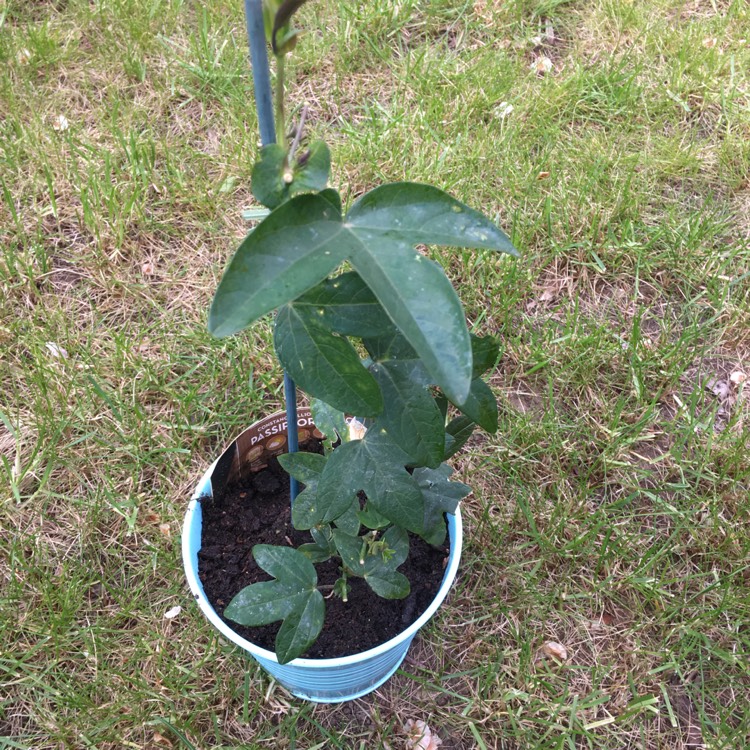 plant image 1015356 plant image 1015356