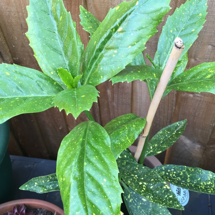 Plant image Aucuba japonica 'Golden King'