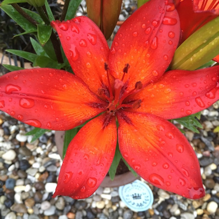 plant image 1069170