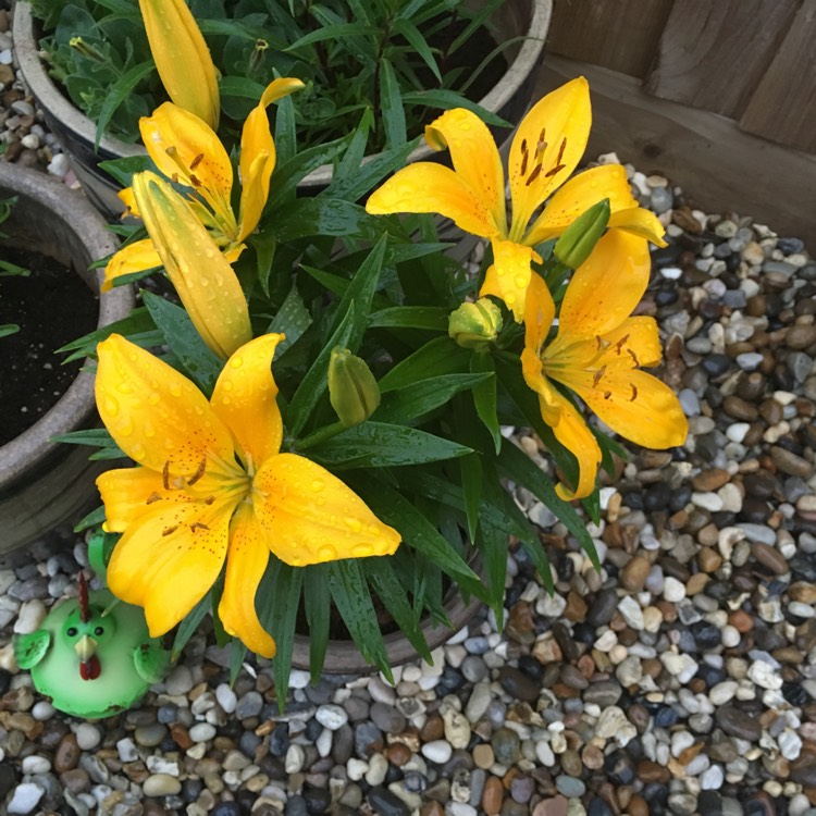 plant image 1069171
