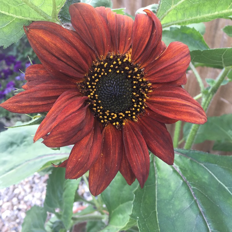 plant image 1110353