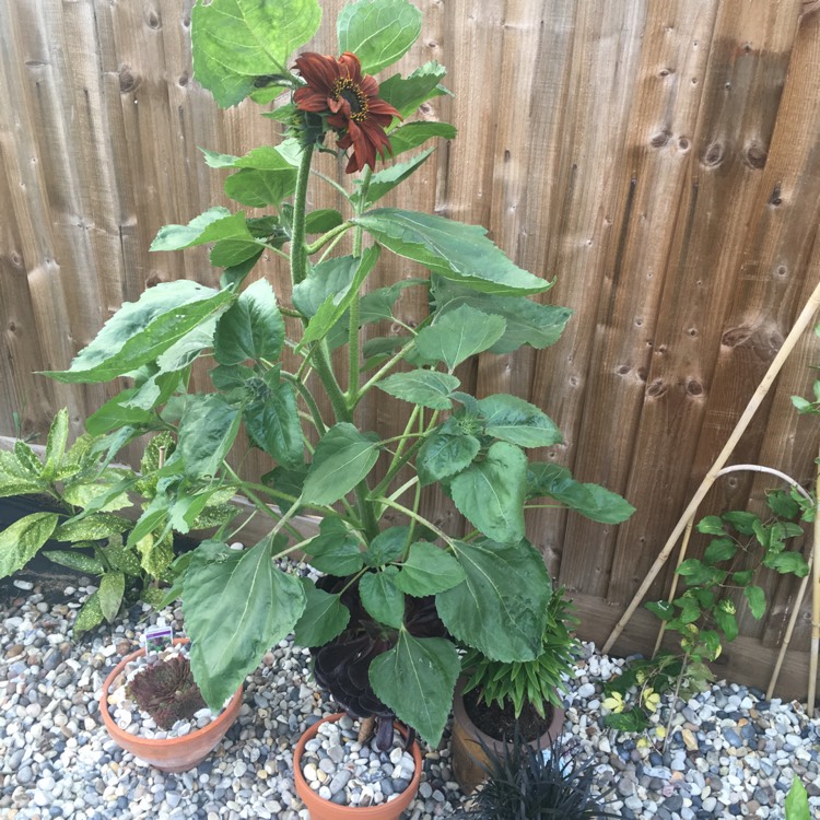 plant image 1110354