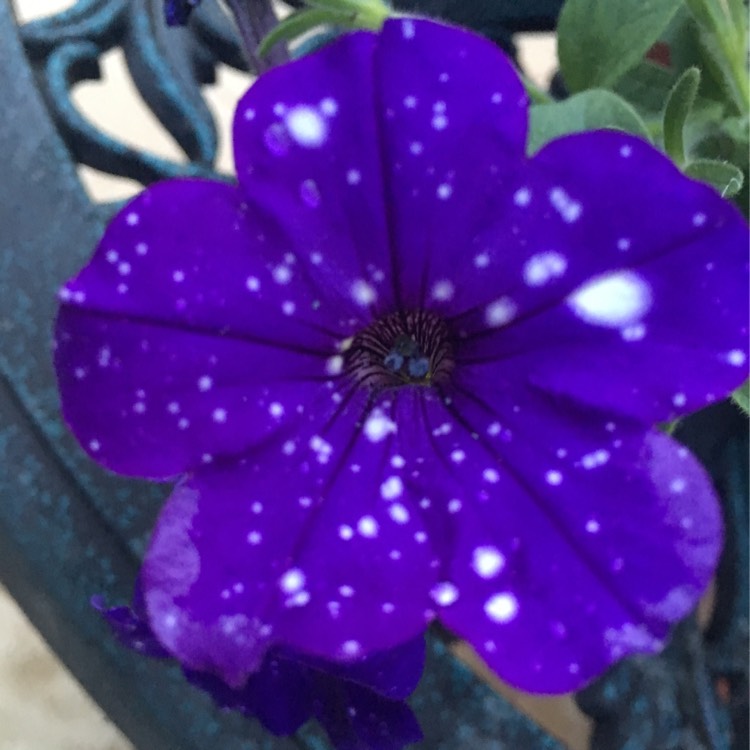 Plant image Petunia 'Starry Night'