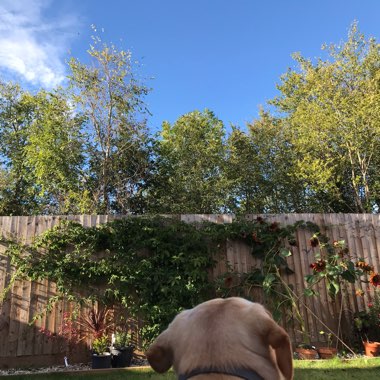 Teri's garden