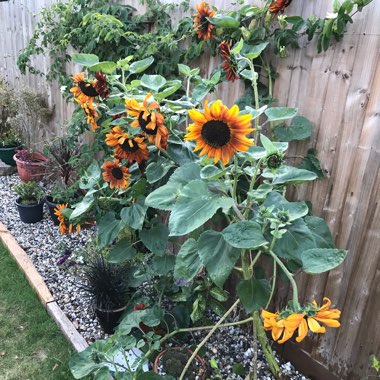 Sunflower 'Red Sun'