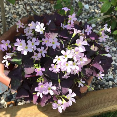 Teri's garden