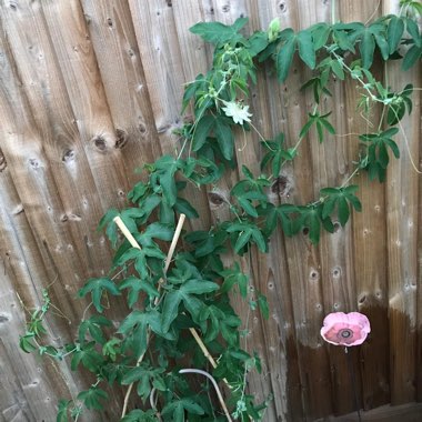 Passion flower 'Constance Elliot'