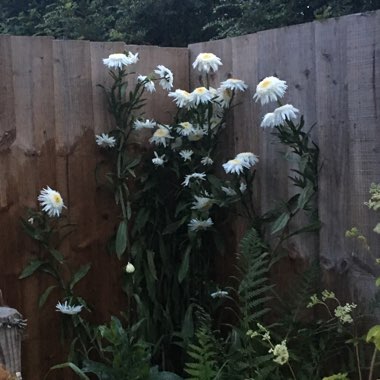 Shasta Daisy