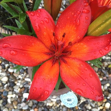Lily (Asiatic)