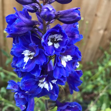 Larkspur 'Guardian Blue'